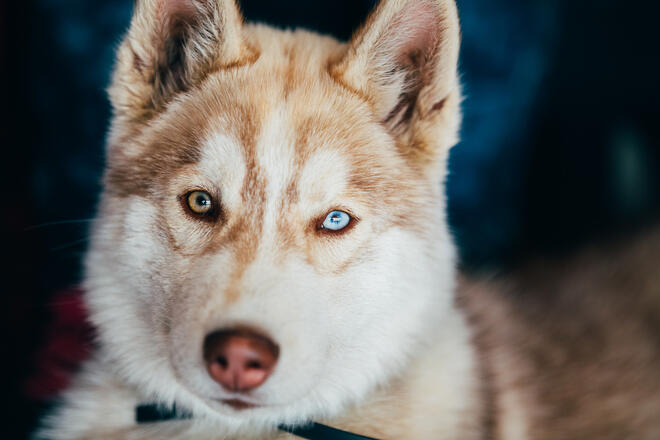 Why are there so many odd-eyed cats in Siberian Husky?