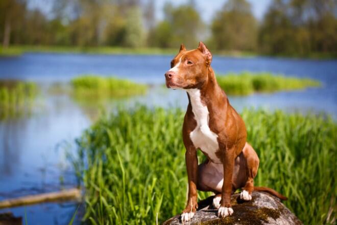 What are the unknown weaknesses of the Pitbull?