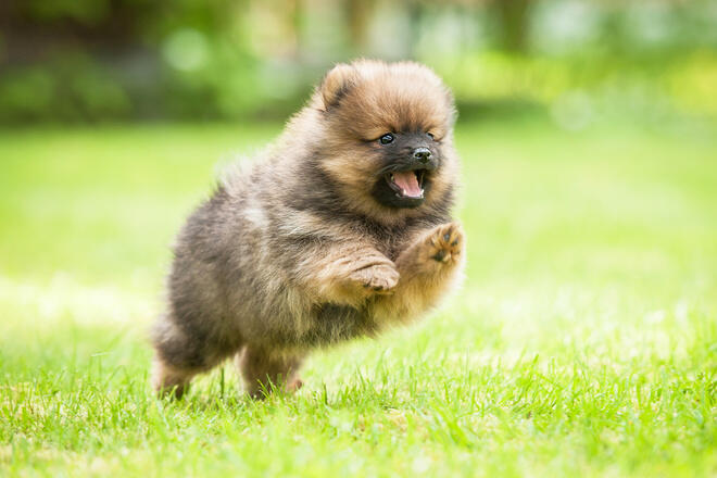What color is Pomeranian Wolf Sable?