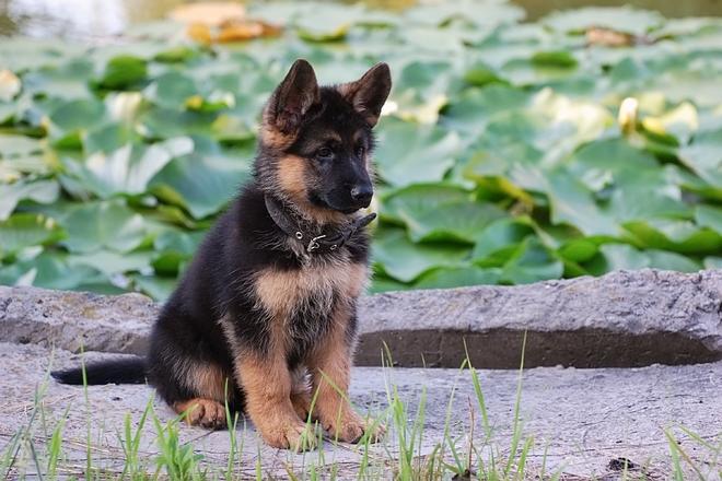 What is the personality and longevity of the German Shepherd?
