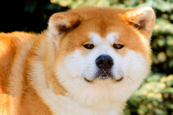 What is the difference between Akita Inu and Shiba Inu?