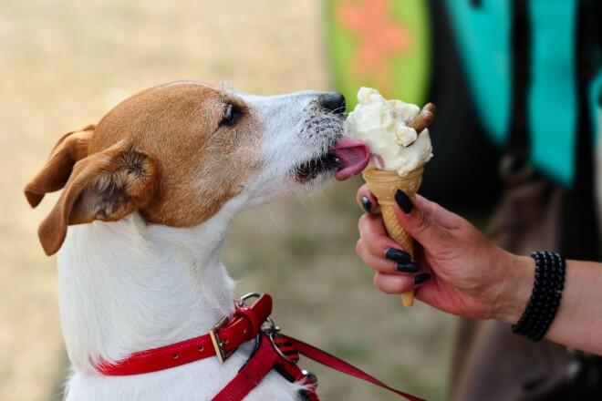 Is it okay to feed my dog ice cream? 3 points to note when giving
