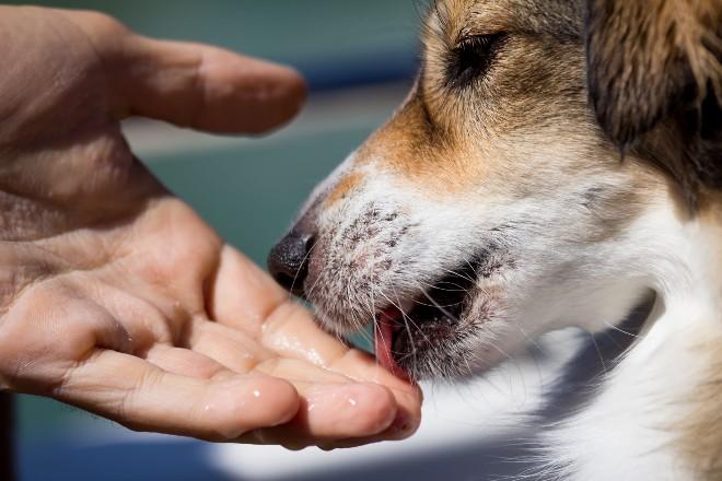 Why do dogs lick people's faces?