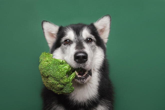 Basic information when feeding your dog broccoli