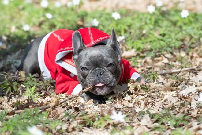 Why are French Bulldogs so cute? 