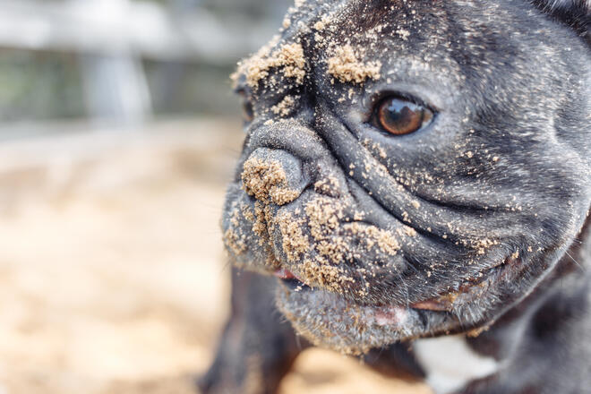 What are the three reasons dogs dig? 