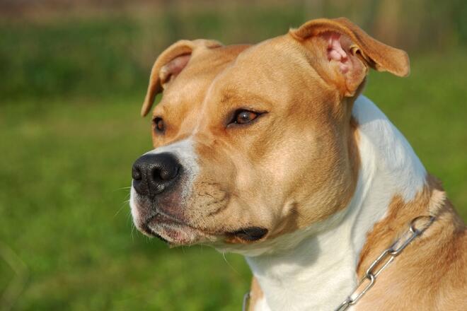 Is the American Pit Bull Terrier the "strongest dog in the world"? 