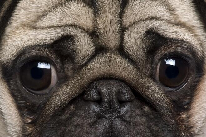 What is the cute charm of a pug?