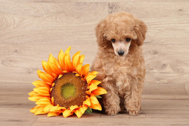 How do teacup poodle puppies grow up? 