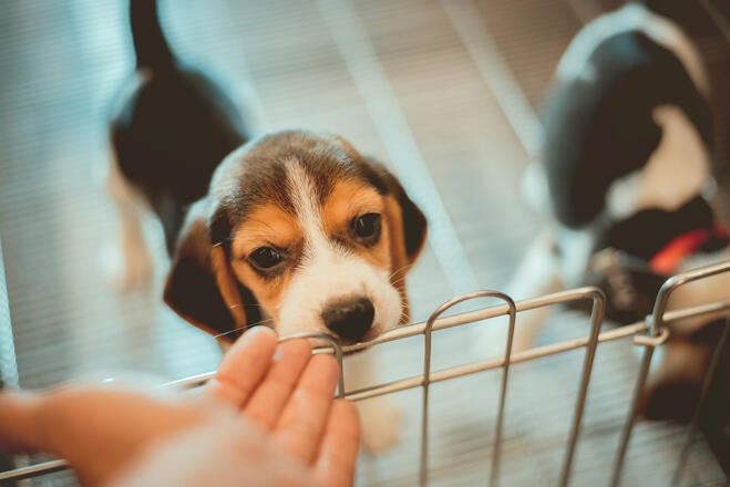 What happens to unsold puppies at pet stores?