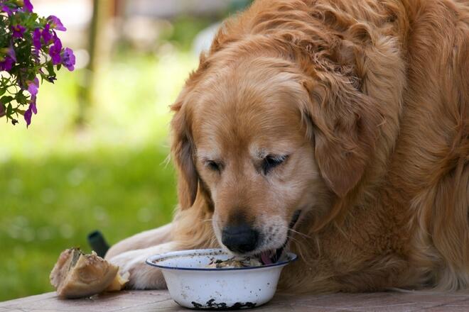 Is it okay for dogs to eat sesame seeds? 