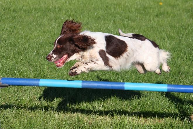 English Springer Spaniel's personality and size Features Summary