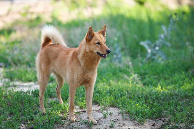 Were foxes and dogs the same canine?