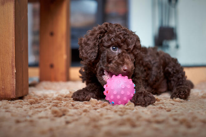 How to raise a toy poodle baby