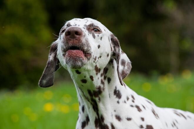 Three reasons why your dog is "noisy"