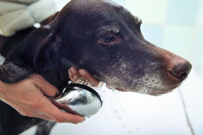 When should I start shampooing my dog? 