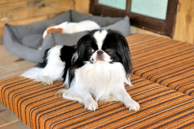 What kind of dog is a Japanese Chin?