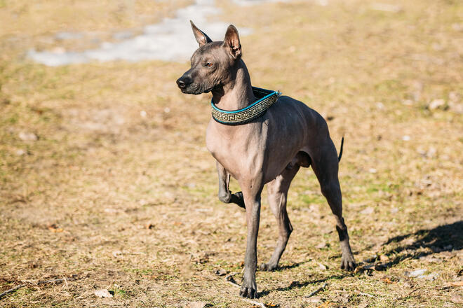 Introducing 10 Hairless Dogs