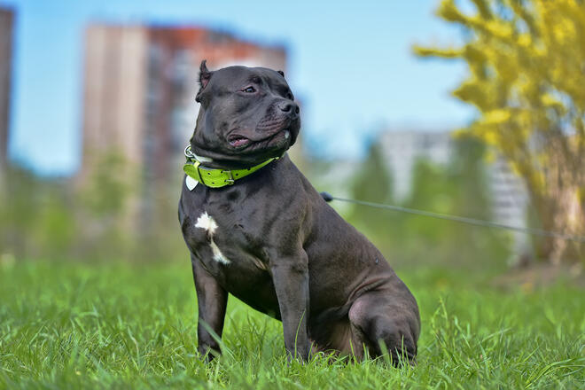 What kind of dog is American Bully? 