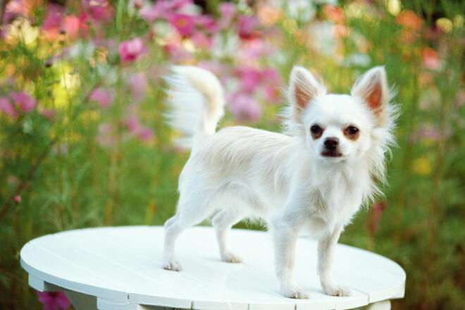 What is the average lifespan of a Chihuahua? 