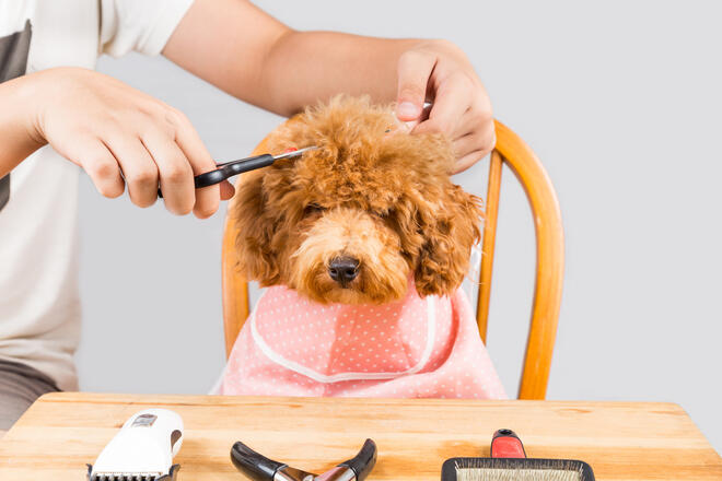 Can I cut the toy poodle's hair at home?