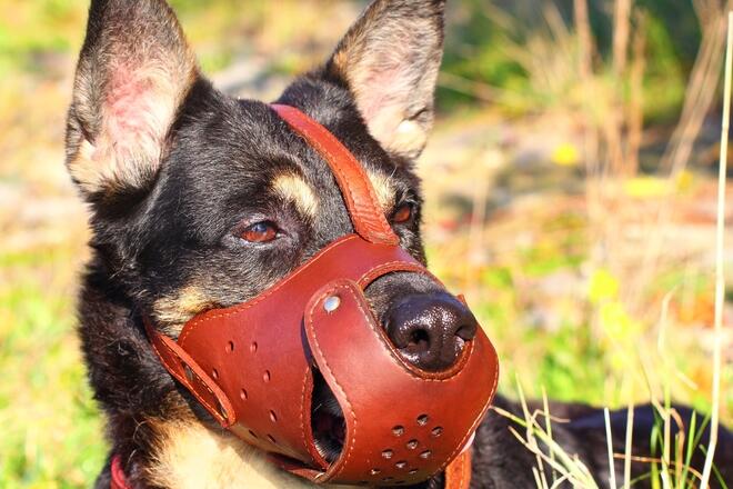 When do you need a dog muzzle? 