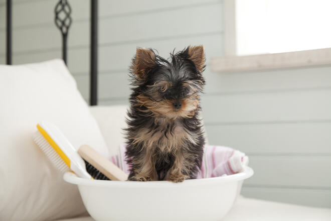 About the history, nature and characteristics of the Yorkshire Terrier