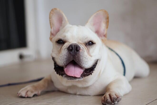 Why are French Bulldogs so cute? 