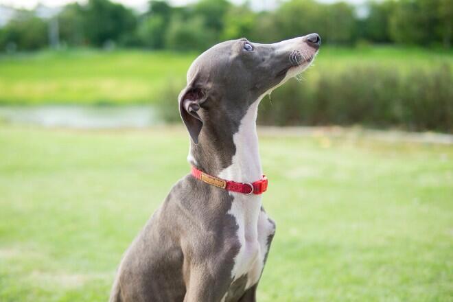 What kind of dog is the Italian Greyhound? 