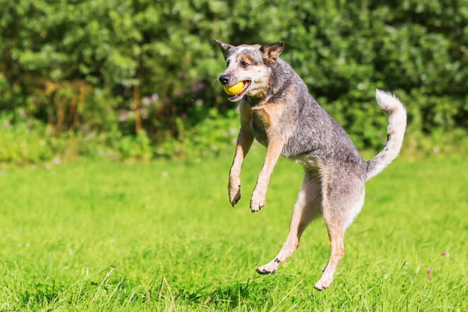 Summary of Australian Cattle Dog's personality, longevity, wise raising and discipline