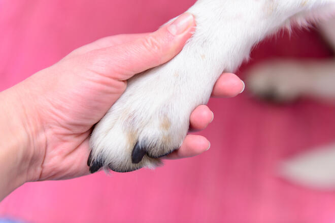 Is it okay to use a veterinary clinic to cut my dog's nails?