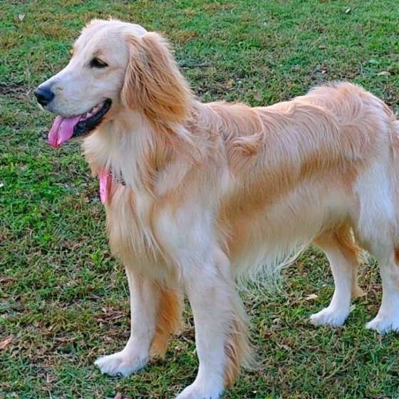 Golden Retriever features and personality, how to keep