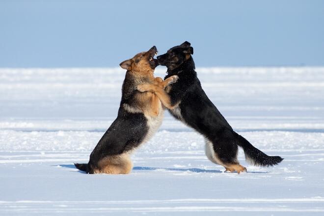 What if the dogs quarrel with each other?