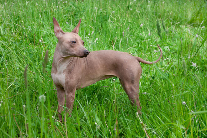 Introducing 10 Hairless Dogs