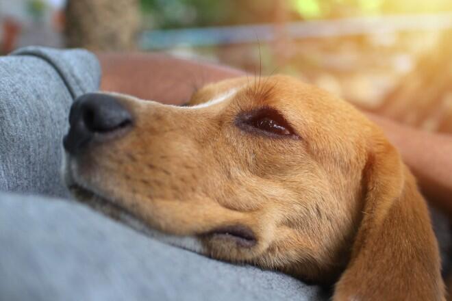 Why do dogs sleep on their owners?