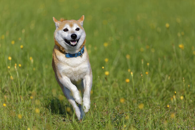What is the average life span of Shiba Inu? 