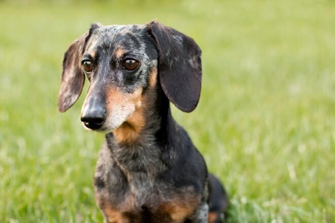 How does the miniature dachshund change with age? 