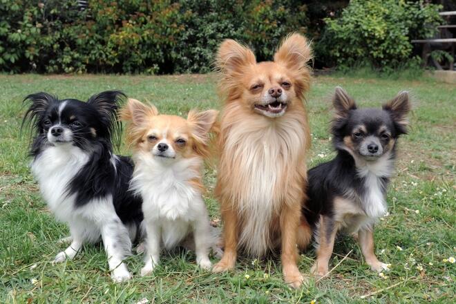 There are three types of black chihuahuas!
