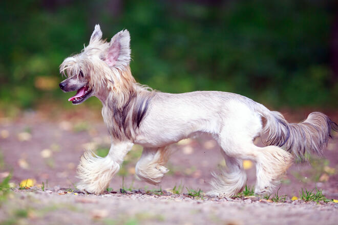 What kind of dog is Chinese Crested Dog?
