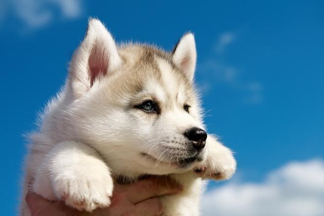 What kind of dog is Siberian Husky? 