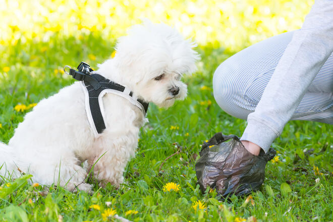 Why do dogs eat poop? 