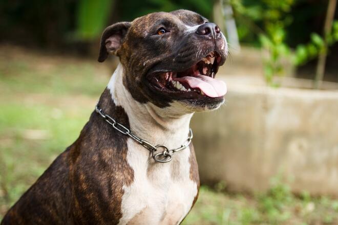 Tips for living safely with the Pitbull