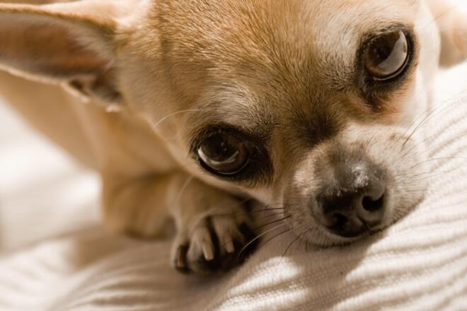 What are the change in life expectancy and proper weight of Chihuahua?