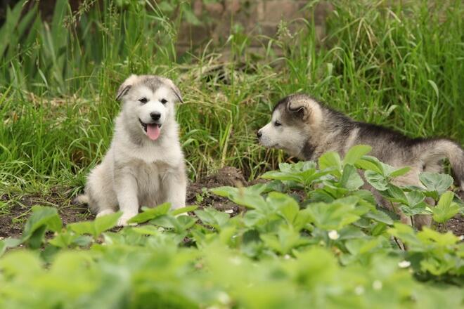 Alaskan Malamute puppies are cute! 