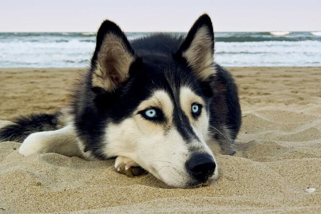Is Siberian Husky a cheerful personality?