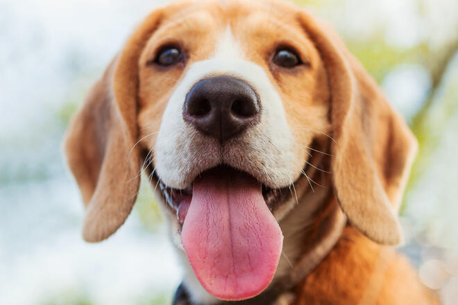 How to grow a beagle lovingly
