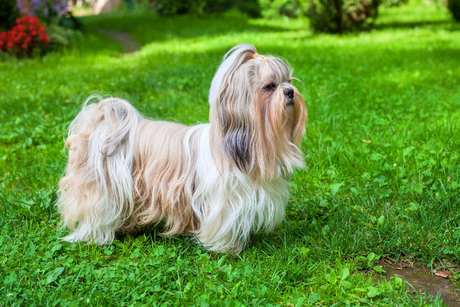Shih Tzu's personality, characteristics, longevity, and tips on how to care
