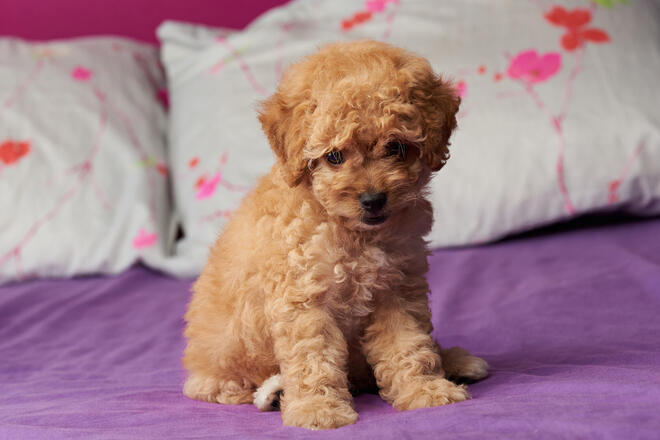 How to raise a toy poodle baby