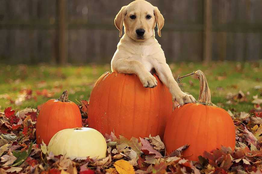Can dogs eat pumpkins? What are the benefits of eating
