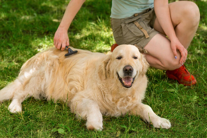 Golden retrievers have a lot of hair loss! 